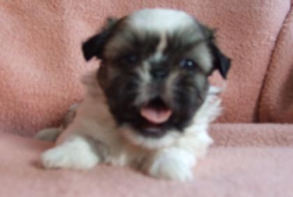 Kleine niedliche gold-weiße Shih-Tzu-Welpenhündin abzugeben