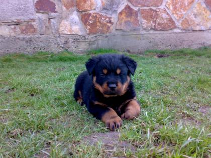 Rottweiler