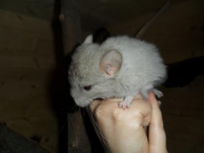 Chinchillas ab 20,- Euro