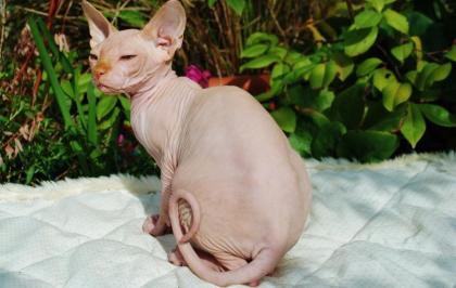 Canadische Sphynxkatzen mit ehrlichen Tasthaaren!