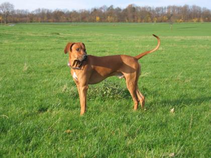 Rhodesian-Ridgeback Deckrüde Aamon