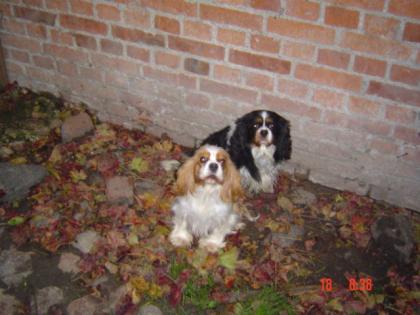 Cavalier King Charles Spaniel