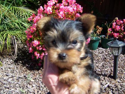 Yorkshire und Mini-Yorkshire-Babys mit Ahnentafel Chip