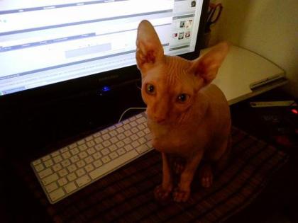 Sphynx Kater Canadian Sphynx Kitten