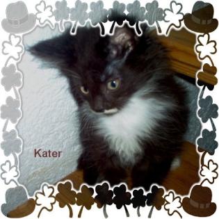 Maine Coon Kitten