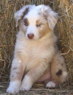 Australian Shepherds Welpen 