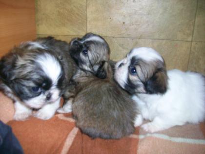 Mischlingswelpe Shi-tzu-Pekinese edel-mix