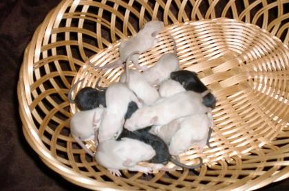 Hübsche Siamratten mit schwarzen Augen suchen in zwei Wochen ein neues schönes z