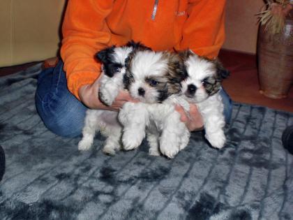 4 süße Shi Tzu Welpen suchen ein neues Zuhause !