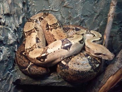 Boa C. Imperator