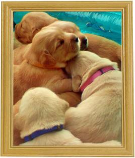 Bildschöne Retriever Welpen von Privat  !( o )! 