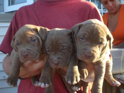 Wunderschöne Rednose Pitbull Welpen an ein gutes zu Hause abzugeben    