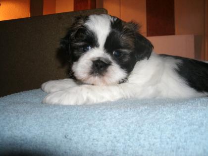 Reinrassige Shih-Tzu welpen