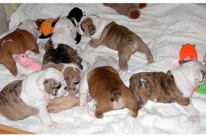 EINZIGARTIGE ENGLISCHE BULLDOGGE WELPEN 10 WOCHEN