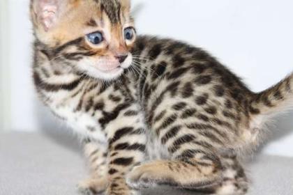 Zwei süße Bengalkitten 