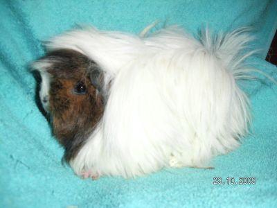 Süße Meerschweinchen direkt vom Züchter aus liebevoller, kleiner Hobbyzucht!