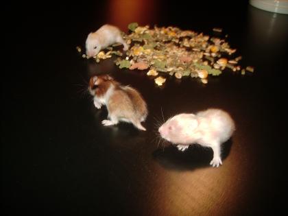 Goldhamster Babys vom Züchter suchen neues Zuhaue