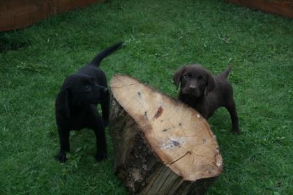 Wunderschöne Labrador Welpen abzugeben!!!