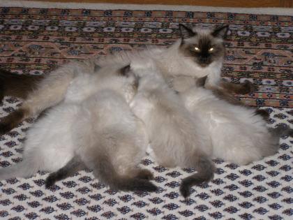 Ragdoll Kitten