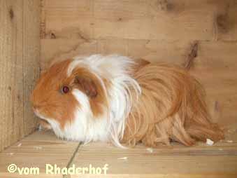 Sheltie Bock sucht ein liebevolles Zuhause