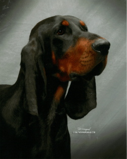 Black and Tan Coonhound 