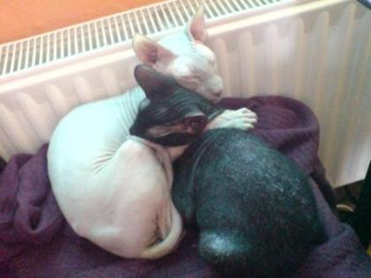 2 kastrierte Peterbald Kater, Siam abzugeben!!