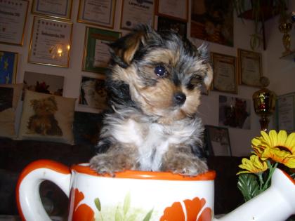 Lieber Yorkshire Terrier-Welpe sucht Familie