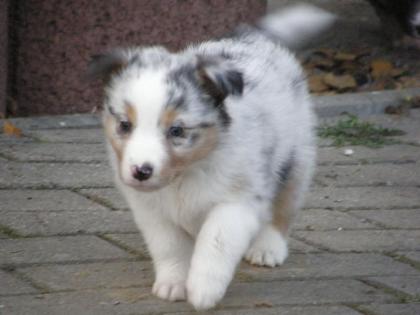 Australian Shepherd Welpen