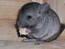 CHINCHILLA WHG SUCHT    DRINGEND    NEUES HEIM