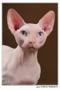 Canadian Sphynx mit russischen Blutlinien!!!