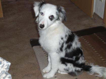 Bildschöne 17 wo alte Australian Shepherd Hündin blue merle zu verkaufen!!!!!!!!