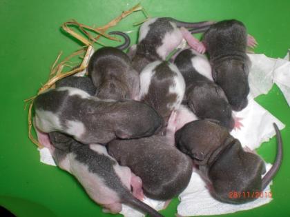 Ratten babys zu verkaufen