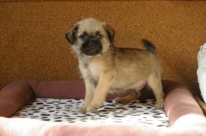 Mops/Jack Russell Kinder