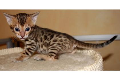 Bengalkitten OF-DRESSYCATS Bengalen Exclusive Stubenleos