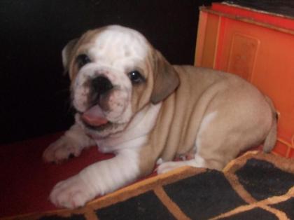 Englische Bulldoggen Babys