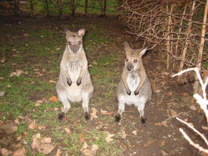 Bennett Känguru Wallaby 