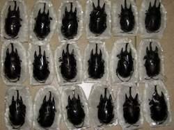 Megasona Sleeperi,Megasoma Acteon,Goliathus