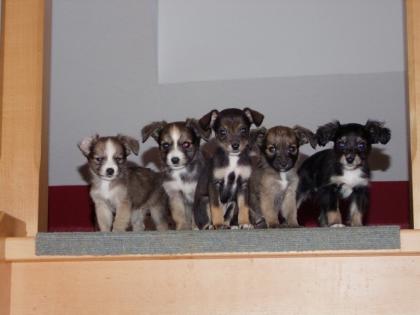 Zuckersüße Husky-Mischlings-Welpen suchen ein neues Heim