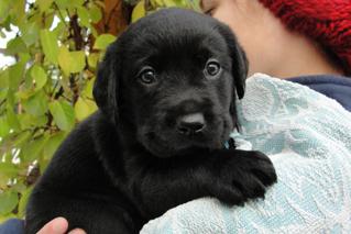 Labradorwelpen in schwarz mit Papieren zu verkaufen