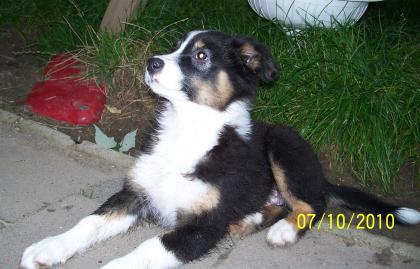 Australian Shepherd