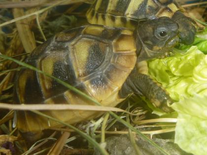 Griechische Landschildkröten