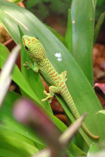 Phelsuma grandis (hoher Rotanteil) 0,0,6