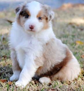 Schöne Reinrassige Australian Shepherd-Welpen Mit Papieren... Suchen noch ein ne