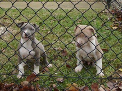 Pit-bull Welpen suchen neues Zuhause.