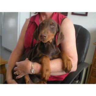 Weihnachten Dobermann Welpen Reinrassig