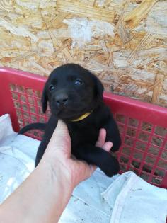 Labrador Retriever Welpen reinrassig