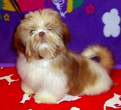 Bezaubernde Shih Tzu Welpen