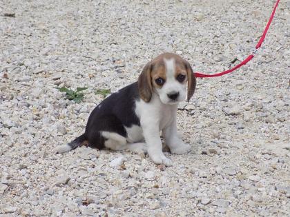 Beagle Welpen