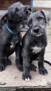 Irish Wolfhound Welpen