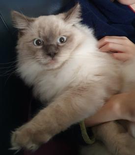 2 traumhafte Ragdoll Kitten (geimpft) suchen traumhaftes Zuhause
